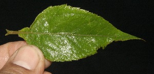  ( - BioBot10102)  @11 [ ] Copyright (2010) Unspecified Unspecified