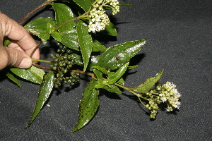  ( - BioBot10103)  @11 [ ] Copyright (2010) Unspecified Unspecified