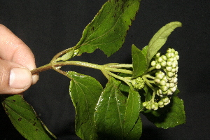  ( - BioBot10103)  @11 [ ] Copyright (2010) Unspecified Unspecified