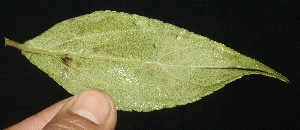  ( - BioBot10103)  @11 [ ] Copyright (2010) Unspecified Unspecified