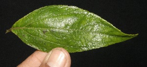  ( - BioBot10103)  @11 [ ] Copyright (2010) Unspecified Unspecified