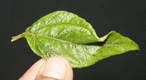  ( - BioBot10104)  @11 [ ] Copyright (2010) Unspecified Unspecified