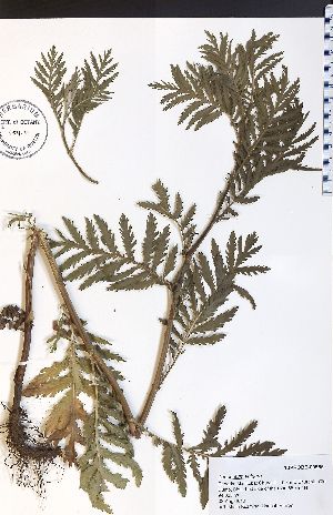  ( - 10PROBE-00585)  @11 [ ] No Rights Reserved (nrr) (2016) Unspecified University of Guelph