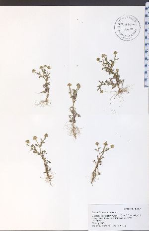  ( - 10PROBE-00597)  @11 [ ] No Rights Reserved (nrr) (2016) Unspecified University of Guelph