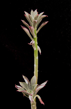  (Echeveria chapalensis - JE-5070)  @11 [ ] Unspecified (default): All Rights Reserved  Unspecified Unspecified