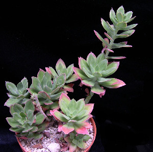  (Echeveria rosea - JE-5635)  @11 [ ] Unspecified (default): All Rights Reserved  Unspecified Unspecified