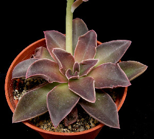  (Echeveria racemosa - JE-5847)  @11 [ ] Unspecified (default): All Rights Reserved  Unspecified Unspecified