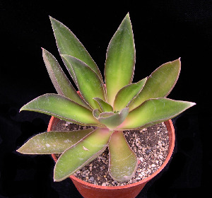  (Echeveria canaliculata - JE-5374)  @11 [ ] Unspecified (default): All Rights Reserved  Unspecified Unspecified