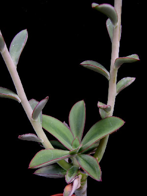  (Echeveria penduliflora - JE-5773)  @11 [ ] Unspecified (default): All Rights Reserved  Unspecified Unspecified