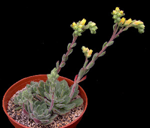  (Echeveria setosa - JE-5524)  @11 [ ] Unspecified (default): All Rights Reserved  Unspecified Unspecified