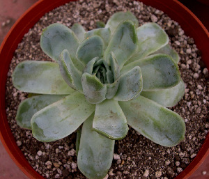  (Echeveria elegans - JE-6345)  @11 [ ] Unspecified (default): All Rights Reserved  Unspecified Unspecified