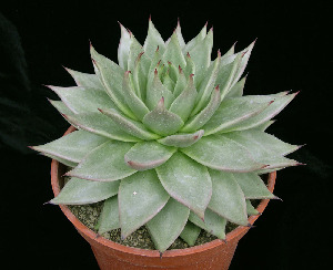  (Echeveria agavoides - JE-4588)  @11 [ ] Unspecified (default): All Rights Reserved  Unspecified Unspecified