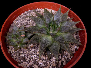  (Echeveria purpusorum - JE-6338)  @11 [ ] Unspecified (default): All Rights Reserved  Unspecified Unspecified