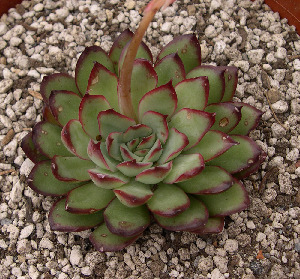  (Echeveria pulidonis - JE-5640)  @11 [ ] Unspecified (default): All Rights Reserved  Unspecified Unspecified