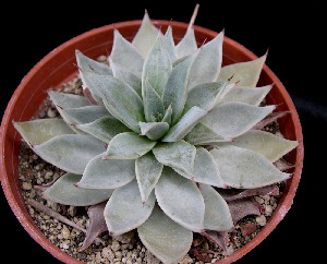  (Echeveria cuspidata - JE-5624)  @11 [ ] Unspecified (default): All Rights Reserved  Unspecified Unspecified