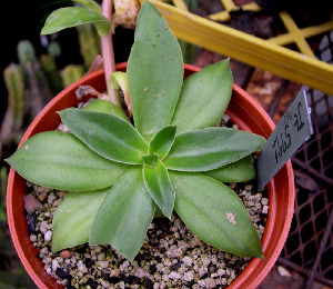  (Echeveria pinetorum - JE-5991)  @11 [ ] Unspecified (default): All Rights Reserved  Unspecified Unspecified