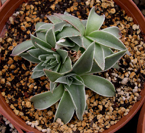  (Echeveria crassicaulis - JE-5354)  @11 [ ] Unspecified (default): All Rights Reserved  Unspecified Unspecified