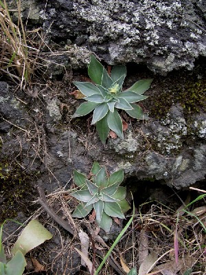  (Echeveria platyphylla - JE-6271)  @11 [ ] Unspecified (default): All Rights Reserved  Unspecified Unspecified