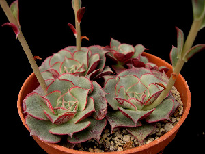  (Echeveria longissima var. longissima - JE-3909)  @11 [ ] Unspecified (default): All Rights Reserved  Unspecified Unspecified