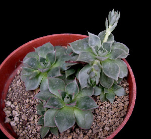  (Echeveria longissima - JE-3741)  @11 [ ] Unspecified (default): All Rights Reserved  Unspecified Unspecified