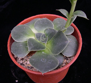  (Echeveria longissima var. nov - JE-5593)  @11 [ ] Unspecified (default): All Rights Reserved  Unspecified Unspecified