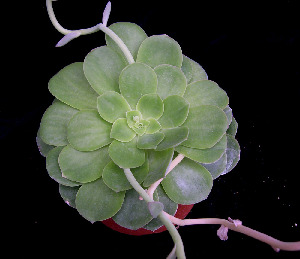  (Echeveria calycosa - JE-5570)  @11 [ ] Unspecified (default): All Rights Reserved  Unspecified Unspecified