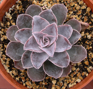  (Echeveria valvata - JE-5563)  @11 [ ] Unspecified (default): All Rights Reserved  Unspecified Unspecified