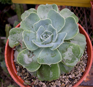  (Echeveria secunda - JE-6266)  @11 [ ] Unspecified (default): All Rights Reserved  Unspecified Unspecified