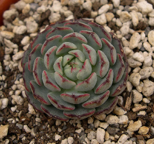  (Echeveria minima - JE-5652)  @11 [ ] Unspecified (default): All Rights Reserved  Unspecified Unspecified