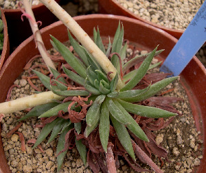  (Echeveria heterosepala - JE-5813)  @11 [ ] Unspecified (default): All Rights Reserved  Unspecified Unspecified