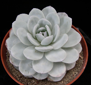  (Echeveria laui - JE-6273)  @11 [ ] Unspecified (default): All Rights Reserved  Unspecified Unspecified