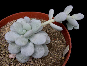  (Echeveria cuicatecana - JPC-584)  @11 [ ] Unspecified (default): All Rights Reserved  Unspecified Unspecified