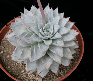  (Echeveria subsessilis - JE-6272)  @11 [ ] Unspecified (default): All Rights Reserved  Unspecified Unspecified