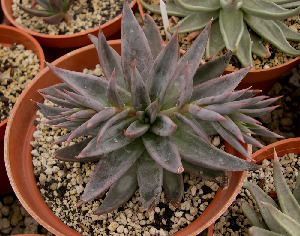  (Echeveria humilis - JE-5506)  @11 [ ] Unspecified (default): All Rights Reserved  Unspecified Unspecified