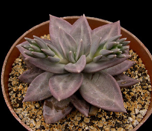  (Echeveria xichuensis - LG Lopez-370)  @11 [ ] Unspecified (default): All Rights Reserved  Unspecified Unspecified