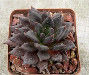  (Echeveria affinis - JE-6342)  @11 [ ] Unspecified (default): All Rights Reserved  Unspecified Unspecified