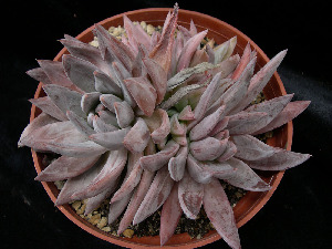  (Echeveria craigiana - JE-6343)  @11 [ ] Unspecified (default): All Rights Reserved  Unspecified Unspecified