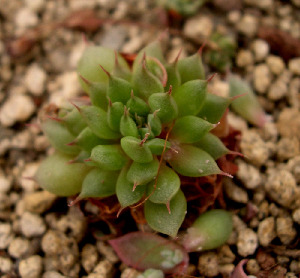  (Echeveria kimnachii - JE-5131)  @11 [ ] Unspecified (default): All Rights Reserved  Unspecified Unspecified