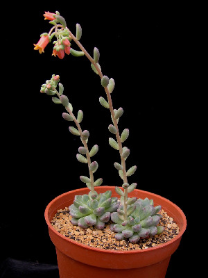  (Echeveria amoena - JE-6344)  @11 [ ] Unspecified (default): All Rights Reserved  Unspecified Unspecified