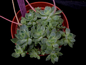  (Echeveria microcalyx - JE-5848)  @11 [ ] Unspecified (default): All Rights Reserved  Unspecified Unspecified