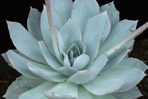  (Echeveria cante - JE-5246)  @11 [ ] Unspecified (default): All Rights Reserved  Unspecified Unspecified