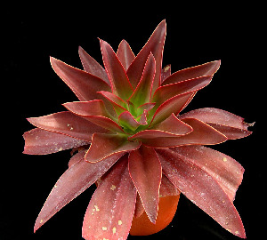  (Echeveria dactylifera - JE-6274)  @11 [ ] Unspecified (default): All Rights Reserved  Unspecified Unspecified