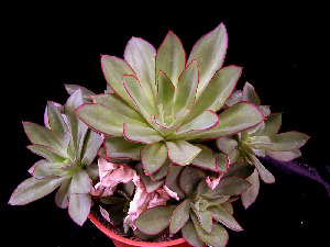  (Echeveria subrigida - JE-5287)  @11 [ ] Unspecified (default): All Rights Reserved  Unspecified Unspecified