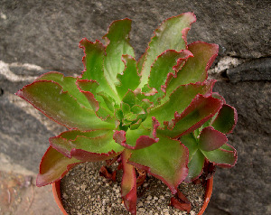  (Echeveria crenulata - JE-5676)  @11 [ ] Unspecified (default): All Rights Reserved  Unspecified Unspecified