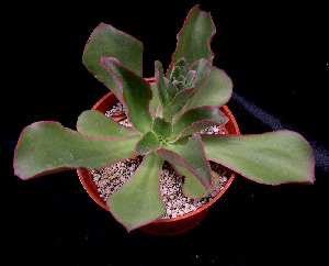  (Echeveria fulgens - JE-6017)  @11 [ ] Unspecified (default): All Rights Reserved  Unspecified Unspecified