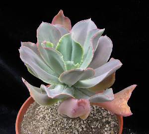  (Echeveria gibbiflora - JE-5666)  @11 [ ] Unspecified (default): All Rights Reserved  Unspecified Unspecified