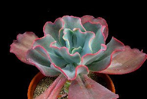  (Echeveria gigantea - JE-5151)  @11 [ ] Unspecified (default): All Rights Reserved  Unspecified Unspecified