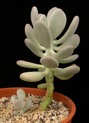  (Pachyphytum bracteosum - JE-6275)  @11 [ ] Unspecified (default): All Rights Reserved  Unspecified Unspecified