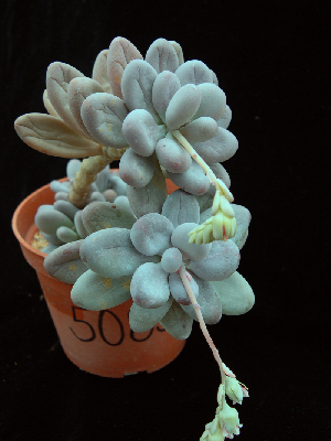  (Pachyphytum caesium - JE-5185)  @11 [ ] Unspecified (default): All Rights Reserved  Unspecified Unspecified