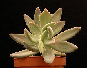  (Pachyphytum werdermannii - JE-5451)  @11 [ ] Unspecified (default): All Rights Reserved  Unspecified Unspecified